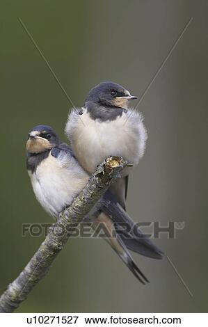 ツバメ Hirundo Rustica 対 の 年少 ツバメ とまった 上に ブランチ 待ち受けている Parents 湖 Awe Argyll スコットランド イギリス 写真館 イメージ館 U Fotosearch