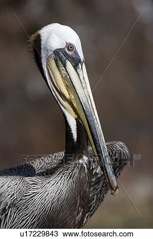 Adult brown pelican (Pelecanus occidentalis) resting on rock ar Isla Ildefonso in the Gulf of California (Sea of Cortez), Baja California, Mexico. View Large Photo Image Stock Image - Adult brown pelican (Pelecanus occidentalis) resting on rock ar Isla Ildefonso in the Gulf of California (Sea of Cortez), Baja California, Mexico.. Fotosearch