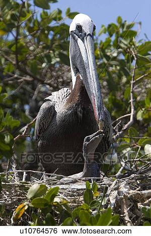 Stock Photograph - Adult brown pelican (Pelecanus occidentalis) on Bartolome Island in the Galapagos Island Group, Ecuador. Pacific Ocean.. Fotosearch
