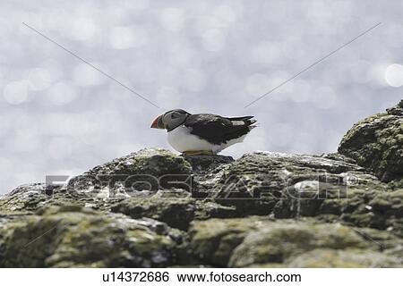 Atlantic puffin (Fratercula arctica). Hebrides, Scotland View Large Photo Image Stock Photograph - Atlantic puffin (Fratercula arctica). Hebrides, Scotland. Fotosearch