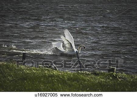 Bewick Swans fighting/mating (Olor columbianus), Orkney islands, Scotland, UK View Large Photo Image Stock Photography - Bewick Swans fighting/mating (Olor columbianus), Orkney islands, Scotland, UK. Fotosearch