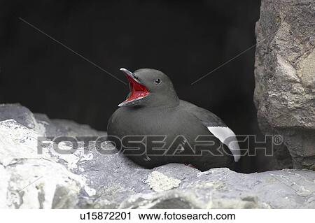 Black Guillemot (Cepphus grylle) calling while sitting in a wall that a pair are nesting in. Black Guillemots nest in drains and holes in the sea wall in the middle of Oban town centre. Argyll, Scotland, UK View Large Photo Image Stock Image - Black Guillemot (Cepphus grylle) calling while sitting in a wall that a pair are nesting in. Black Guillemots nest in drains and holes in the sea wall in the middle of Oban town centre. Argyll, Scotland, UK. Fotosearch