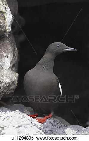Black Guillemot (Cepphus grylle) standing in a wall that a pair are nesting in. Black Guillemots nest in drains and holes in the sea wall in the middle of Oban town centre. Argyll, Scotland, UK View Large Photo Image Stock Photography - Black Guillemot (Cepphus grylle) standing in a wall that a pair are nesting in. Black Guillemots nest in drains and holes in the sea wall in the middle of Oban town centre. Argyll, Scotland, UK. Fotosearch