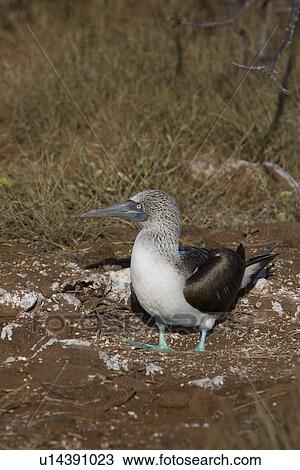 Stock Image - Blue-footed booby (Sula nebouxii) in the Galapagos Island Group, Ecuador. The Galapagos are a nest and breeding area for blue-footed boobies.. Fotosearch