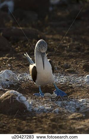 Stock Image - Blue-footed booby (Sula nebouxii) in the Galapagos Island Group, Ecuador. The Galapagos are a nest and breeding area for blue-footed boobies.. Fotosearch