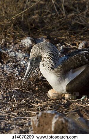 Blue-footed booby (Sula nebouxii) in the Galapagos Island Group, Ecuador. The Galapagos are a nest and breeding area for blue-footed boobies. View Large Photo Image Stock Photo - Blue-footed booby (Sula nebouxii) in the Galapagos Island Group, Ecuador. The Galapagos are a nest and breeding area for blue-footed boobies.. Fotosearch