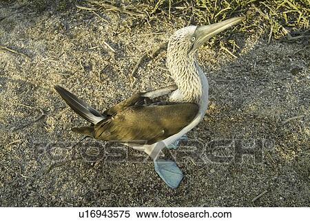 Blue-footed booby (Sula nebouxii). Galapagos. View Large Photo Image Stock Photography - Blue-footed booby (Sula nebouxii). Galapagos.. Fotosearch
