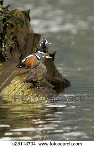 Picture - Breeding adult male and female harlequin ducks (Histrionicus histrionicus) in Red Bluff Bay on Baranof Island, Southeast Alaska. Pacific Ocean. Note the extremely brilliant coloration of the male duck in breeding plumage.. Fotosearch