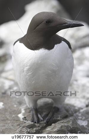 Stock Photo - Bridled guillemot (Uria aalge). The 'bridle' running back from the eye is simply a colour variation. Hebrides, Scotland . Fotosearch
