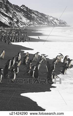 Stock Image - Chinstrap penguins (Pygoscelis Antarctica) on the beach, near largest Chinstrap colony known, Deception Island, Antarctic Peninsula. Fotosearch