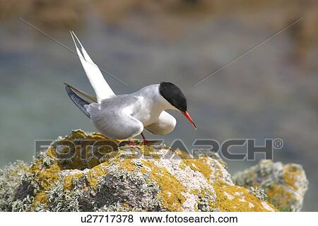 Common Tern displaying (Sterna hirundo) Jersey, British Isles View Large Photo Image Stock Photo - Common Tern displaying (Sterna hirundo) Jersey, British Isles. Fotosearch