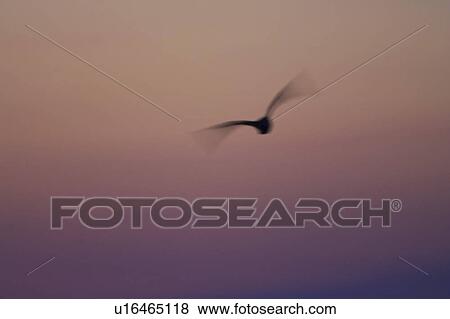 Curlew (Numenius arquata) silhouetted against early sunrise, slow shutter spped. Angus, Scotland, UK View Large Photo Image Stock Photo - Curlew (Numenius arquata) silhouetted against early sunrise, slow shutter spped. Angus, Scotland, UK. Fotosearch