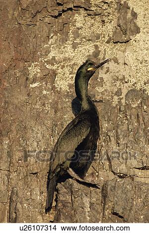 Picture - European shag (Phalacrocorax aristotelis) Iceland. Fotosearch