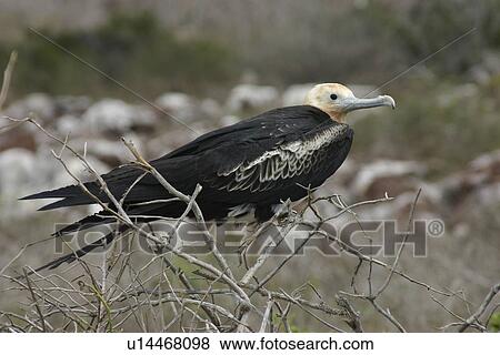 Friatebird. Galapagos. View Large Photo Image Stock Photo - Friatebird. Galapagos.. Fotosearch