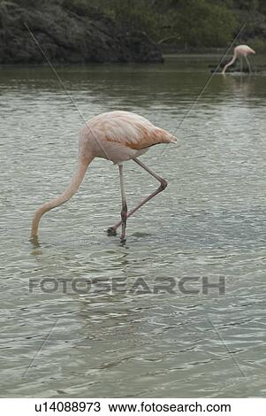 Galapagos Flamingo (Phoenicopterus ruber). Galapagos. View Large Photo Image Stock Image - Galapagos Flamingo (Phoenicopterus ruber). Galapagos.. Fotosearch