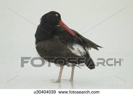 Stock Photo - Galapagos oystercatcher (Haematopus palliatus). Galapagos.. Fotosearch