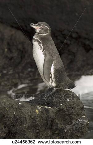 Stock Image - Galapagos penguin (Spheniscus mendiculus). Galapagos.. Fotosearch