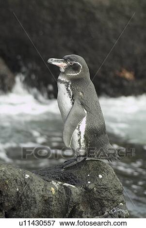 Galapagos penguin (Spheniscus mendiculus). Galapagos. View Large Photo Image Stock Photo - Galapagos penguin (Spheniscus mendiculus). Galapagos.. Fotosearch