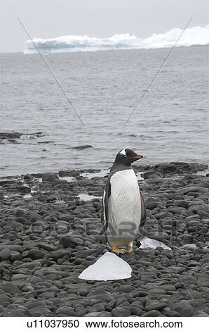 Stock Image - Gentoo penguin (Pygoscelis Papua) at rest on beach, Brown Bluff, Antarctic Peninsula. Fotosearch