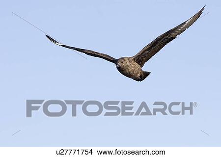Great skua (Stercorarius skua). Great skuas will often approach boats at sea in the hope of food and will kill other birds up to and including great black-backed gulls. Hebrides, Scotland View Large Photo Image Picture - Great skua (Stercorarius skua). Great skuas will often approach boats at sea in the hope of food and will kill other birds up to and including great black-backed gulls. Hebrides, Scotland. Fotosearch
