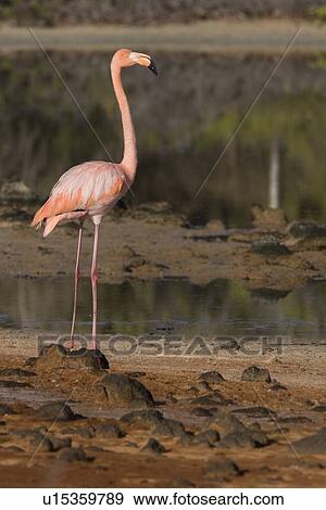 Stock Photo - Greater flamingo (Phoenicopterus ruber) foraging for small pink shrimp (Artemia salina) in saltwater lagoons in the Galapagos Island Group, Ecuador. Pacific Ocean.. Fotosearch