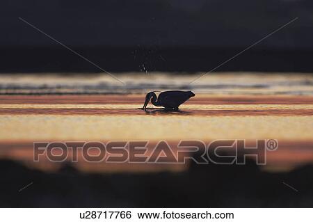 Grey Heron (Ardea cinerea), silhouetted against early morning sunlight. Angus, Scotland, UK View Large Photo Image Stock Photograph - Grey Heron (Ardea cinerea), silhouetted against early morning sunlight. Angus, Scotland, UK. Fotosearch