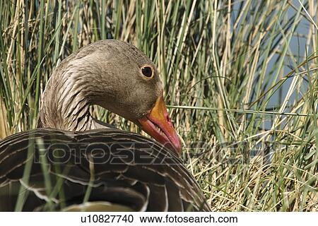 Stock Image - Greylag goose on nest. Jersey, British Isles. Fotosearch