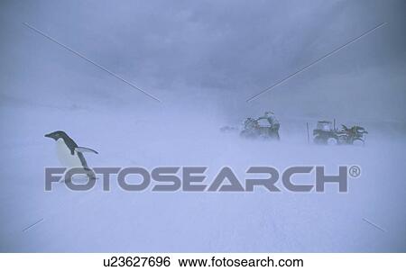 Stock Photograph - Humans and wildlife struggling in Antarctic snowdrift. Commonwealth Bay, East Antarctica.. Fotosearch