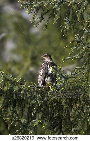 Juvenile bald eagle (Haliaeetus leucocephalus) in Takatz Bay on Baranof Island, Southeast Alaska, USA. Note the brown coloration of the juvenile bald eagle, it is five years until the characteristic white head and tail of the adult coloration takes place. View Large Photo Image Stock Photo - Juvenile bald eagle (Haliaeetus leucocephalus) in Takatz Bay on Baranof Island, Southeast Alaska, USA. Note the brown coloration of the juvenile bald eagle, it is five years until the characteristic white head and tail of the adult coloration takes place.. Fotosearch