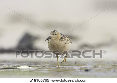 Knot (Calidris canutus). Soroby, Argyll, Scotland, UK View Large Photo Image Stock Photography - Knot (Calidris canutus). Soroby, Argyll, Scotland, UK. Fotosearch