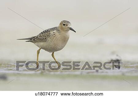 Stock Photo - Knot (Calidris canutus) walking in shallow water while looking for food in a small beach stream. Soroby. Argyll, Scotland, UK. Fotosearch