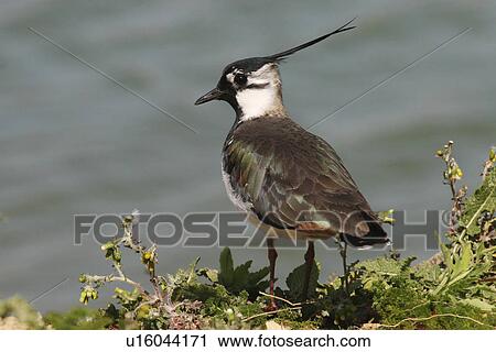 Lapwing (Vanellus vanellus), Jersey, British Isles View Large Photo Image Stock Image - Lapwing (Vanellus vanellus), Jersey, British Isles. Fotosearch