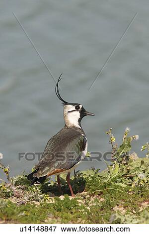 Stock Photo - Lapwing Vanellus vanellus, Jersey, British Isles. Fotosearch
