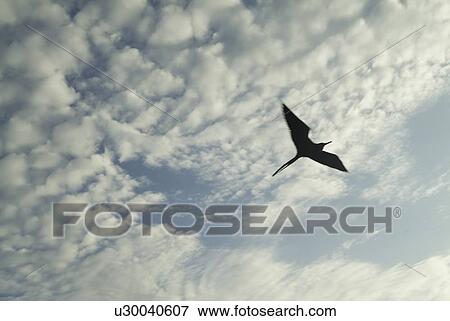 Magnificent frigatebirds (Fregata magnificens). Galapagos. View Large Photo Image Stock Photo - Magnificent frigatebirds (Fregata magnificens). Galapagos.. Fotosearch