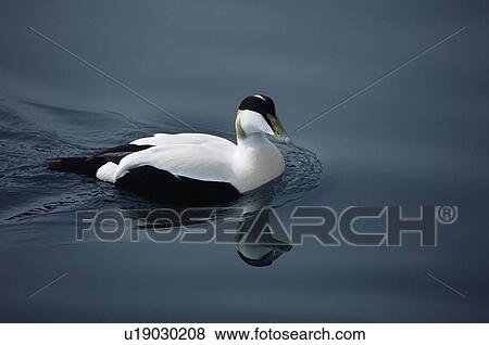 Male Eider (Somateria mollissima) in breeding plumage. Iceland View Large Photo Image Stock Photo - Male Eider (Somateria mollissima) in breeding plumage. Iceland. Fotosearch