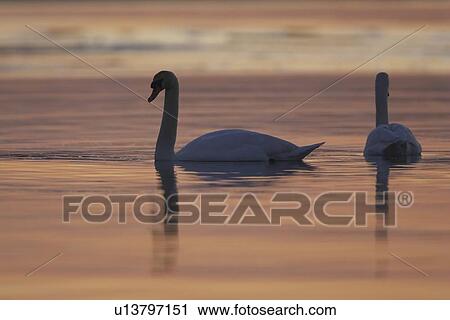 Mute Swan (Cygnus olor) silhouetted against rising suns reflection in water Angus Scotland, UK View Large Photo Image Stock Image - Mute Swan (Cygnus olor) silhouetted against rising suns reflection in water Angus Scotland, UK. Fotosearch