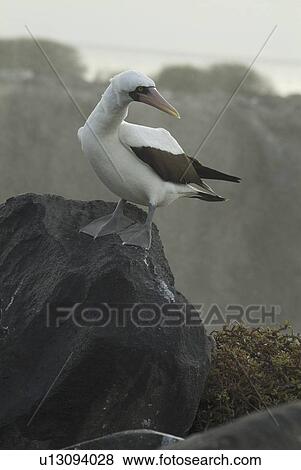 Stock Photo - Nazca (masked) booby (Sula dactylatra). Galapagos.. Fotosearch