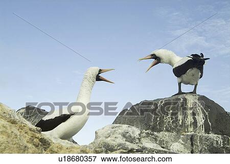 Nazca (masked) booby (Sula dactylatra). Galapagos. View Large Photo Image Stock Photo - Nazca (masked) booby (Sula dactylatra). Galapagos.. Fotosearch