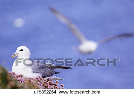 Northern Fulmar (Fulmarus glacialis) Jan Mayen Island, Spitsbergen View Large Photo Image Picture - Northern Fulmar (Fulmarus glacialis) Jan Mayen Island, Spitsbergen. Fotosearch