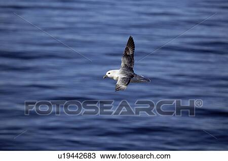 Stock Image - Northern Fulmar (Fulmarus glacialis) soaring characteristically over the sea. Iceland. Fotosearch