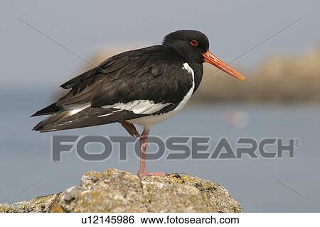 Oystercatcher Haematopus ostralaus, Les Ecrehous, Jersey, British Isles View Large Photo Image Stock Photograph - Oystercatcher Haematopus ostralaus, Les Ecrehous, Jersey, British Isles. Fotosearch