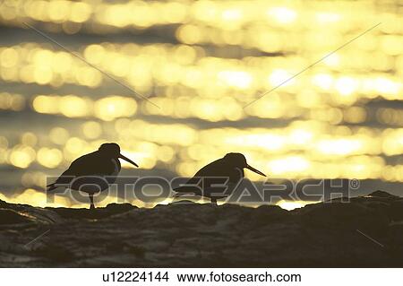 Picture - Oystercatcher (Haematopus ostralegus) pair silhouetted against golden reflection of a sunrise Argyll Scotland, UK. Fotosearch