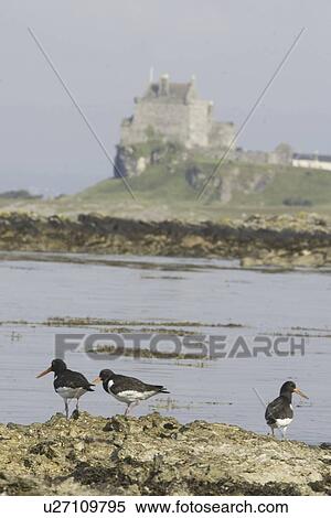 Stock Photography - Oystercatcher (Haematopus ostralegus), Duart Castle in background. Hebrides, Scotland. Fotosearch