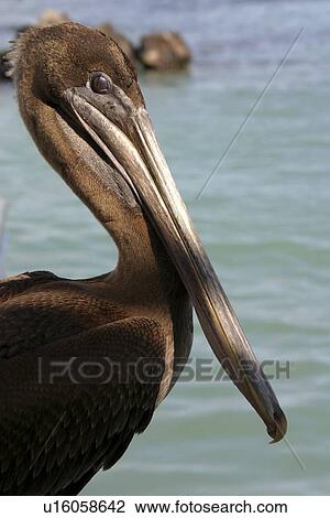 Pelican close up Santa Cruz. Galapagos. View Large Photo Image Stock Image - Pelican close up Santa Cruz. Galapagos.. Fotosearch