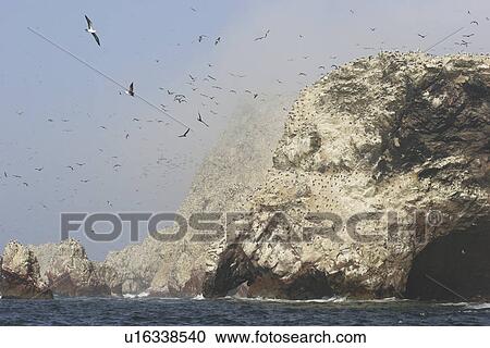 Stock Image - Peruvian Booby (Piquero Peruano) colony at the rocky Islas Ballestas, Peru . Fotosearch