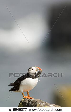Puffin (Fratercula arctic) with beakful of sand eels. May Isle, Firth of Forth, Scotland, UK View Large Photo Image Stock Photo - Puffin (Fratercula arctic) with beakful of sand eels. May Isle, Firth of Forth, Scotland, UK. Fotosearch