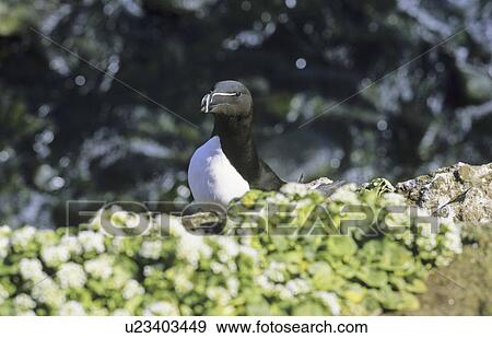 Stock Photo - Razorbill (Alca torda) at Grimsey. Northern Iceland. Fotosearch