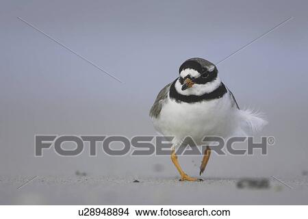 Picture - Ringed Plover (Charadrius hiaticula) running along beach in search of grubs in the sand. Gott bay, Argyll, Scotland, UK. Fotosearch