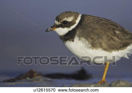 Ringed Plover (Charadrius hiaticula) with a beak full of food and sand after pulling a grub out of a sandy beach. Gott ba, Argyll, Scotland, UK View Large Photo Image Stock Image - Ringed Plover (Charadrius hiaticula) with a beak full of food and sand after pulling a grub out of a sandy beach. Gott ba, Argyll, Scotland, UK. Fotosearch