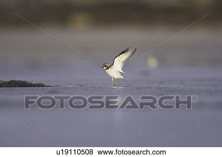 Stock Photo - Ringed Plover (Charadrius hiaticula) flying over water and sandy beach. Gott bay. Argyll,. Scotland, UK. Fotosearch